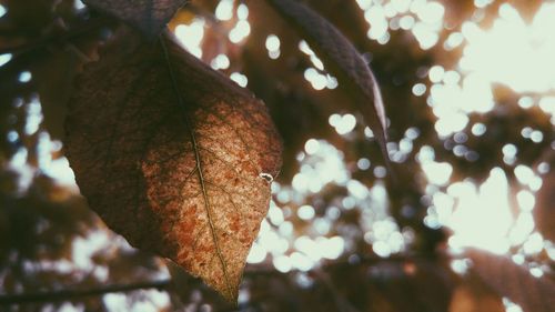 Close-up of leaves