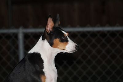 Close-up of dog looking away