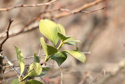 Close-up of plant leaves