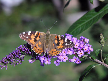 Close-up of butterfly pollinating on flowers