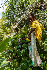 A farmer harvesting black pepper in rural area 