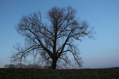 Bare tree on field against clear sky