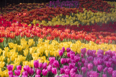 Close-up of tulips. flowers garden