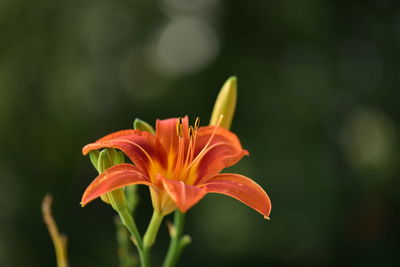 Close-up of orange lily blooming outdoors