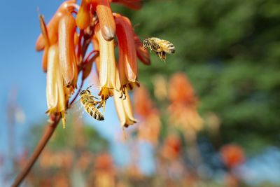 Close-up of insect on plant