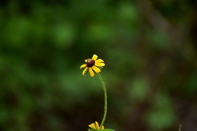 Close-up of yellow flower blooming outdoors