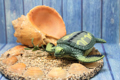 Close-up of crab on table