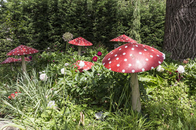 Mushroom growing in forest