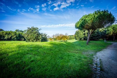 Scenic view of grassy field against sky