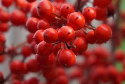 Close-up of berries growing on tree