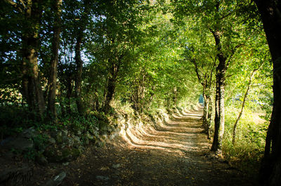 Trees in forest