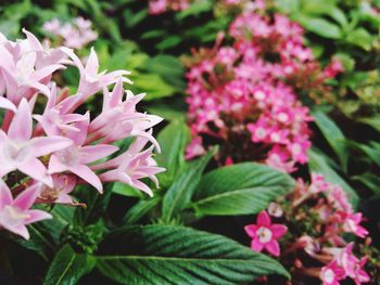 Close-up of pink flowers blooming outdoors