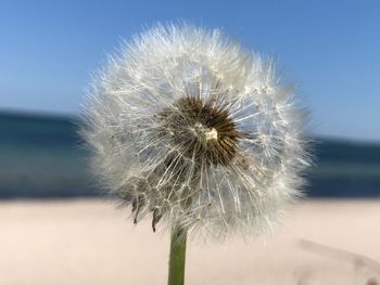 Close-up of dandelion against sky