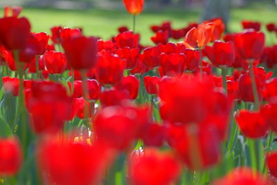 Close-up of red tulips on field