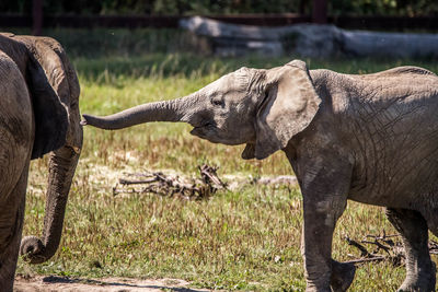 Side view of elephant on field