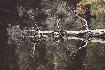 Close-up of dead tree in forest