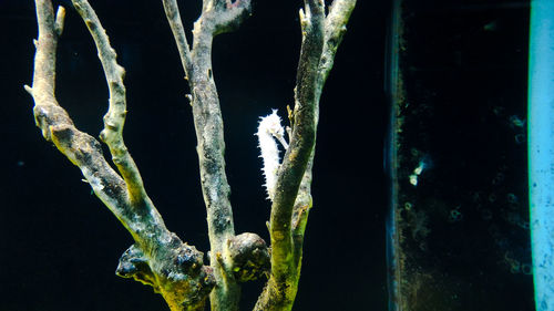 Close-up of frozen plants at night