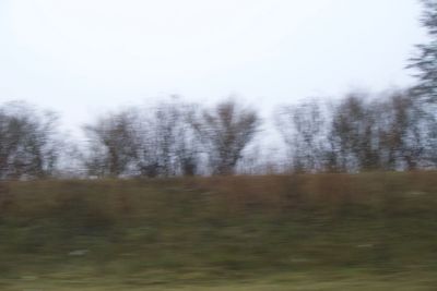 Trees on field against sky