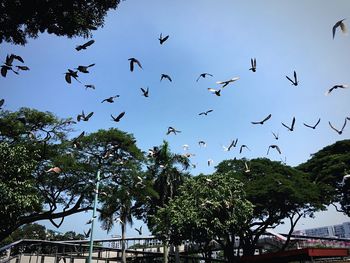 Low angle view of birds flying in sky