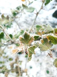 Close-up of snow on plant