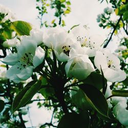 Close-up of white flowers