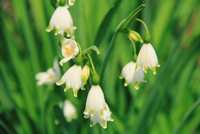 Close-up of white flowering plant
