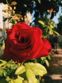 Close-up of red rose