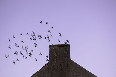 Low angle view of birds flying against clear blue sky