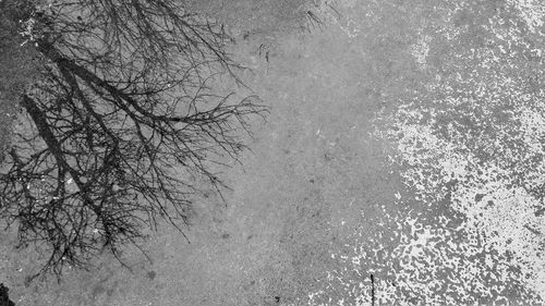 Low angle view of tree against sky