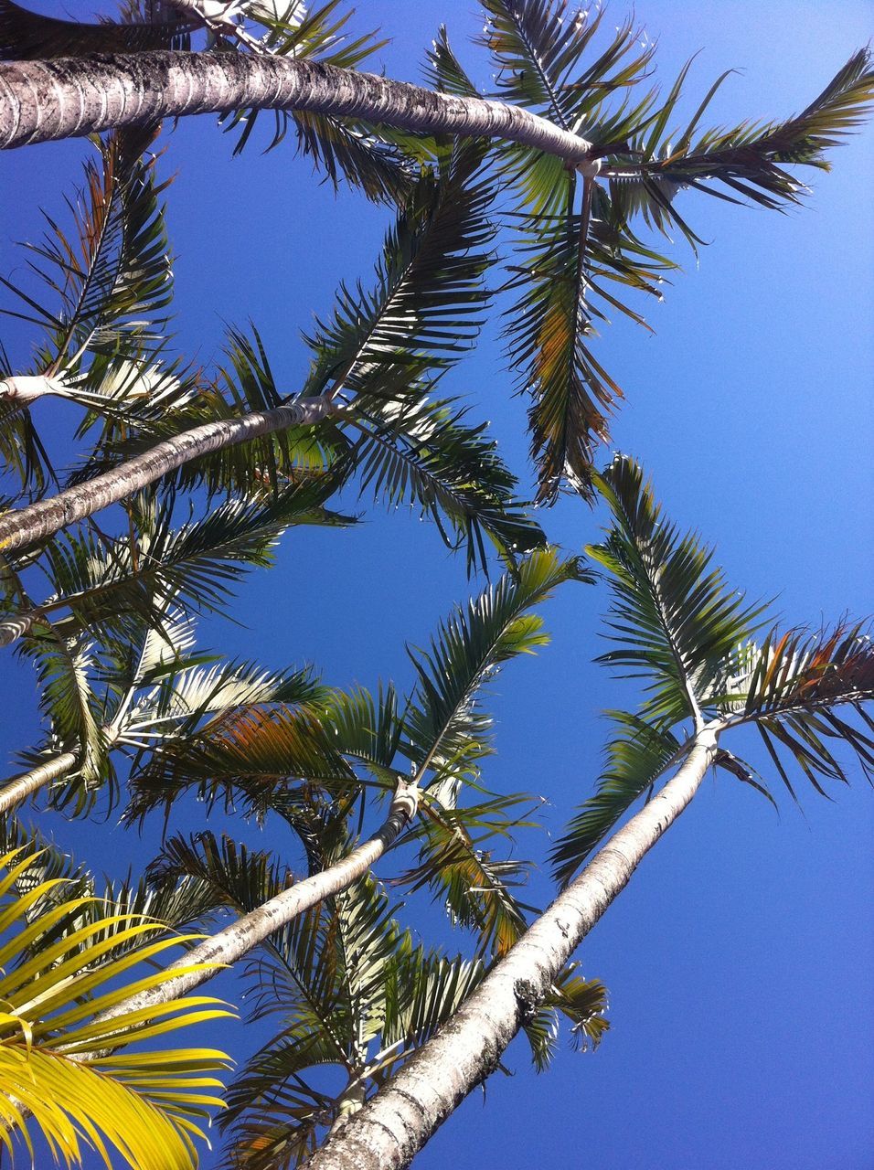 palm tree, low angle view, tree, clear sky, blue, growth, palm leaf, branch, leaf, nature, tree trunk, coconut palm tree, tranquility, tropical tree, beauty in nature, sky, tropical climate, day, palm frond, scenics