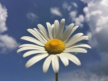 Low angle view of daisy blooming against sky