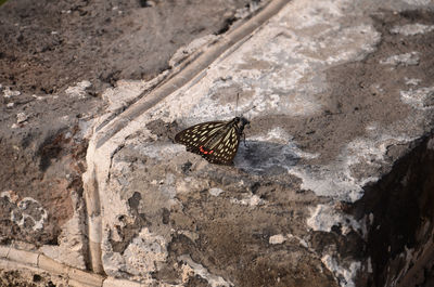 High angle view of butterfly on retaining wall