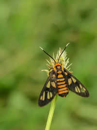 Close-up of butterfly pollinating on flower