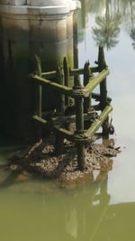 Close-up of plants in water