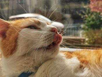 Close-up of cat yawning