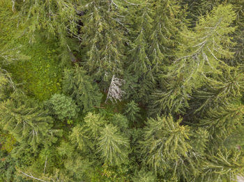 High angle view of pine trees in forest