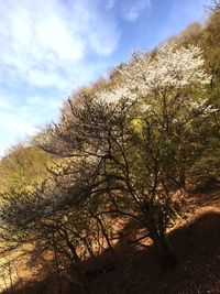 Low angle view of trees against sky