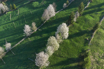 Spring rural landscape with blooming trees in the mountain area, of bucovina - romania. 