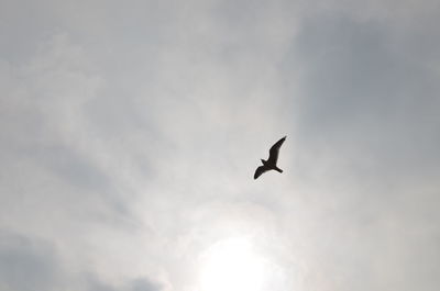 Low angle view of seagull flying against sky