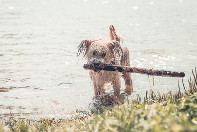 Dog standing on beach