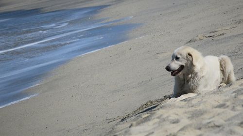 Close-up of dog on beach