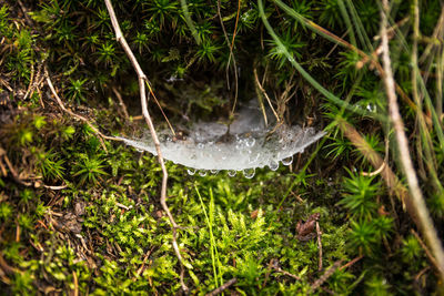 Close-up of water drops on a forest