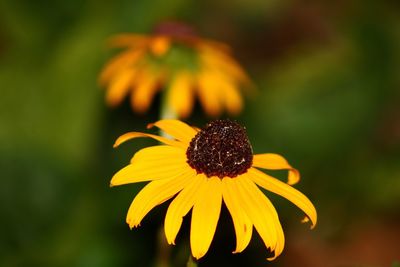 Close-up of yellow daisy blooming outdoors