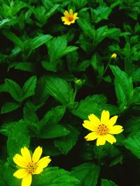 Close-up of yellow flowering plant