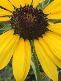 Close-up of sunflower blooming outdoors