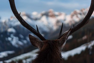 Close-up of deer against sky