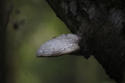 Close-up of elephant