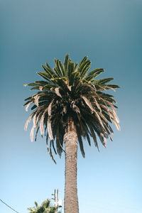 Low angle view of coconut palm tree against clear blue sky