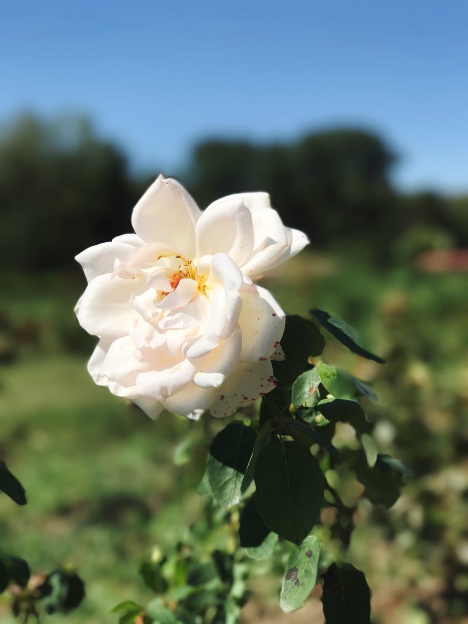 white color, flower, focus on foreground, nature, beauty in nature, petal, flower head, rose - flower, freshness, day, plant, growth, fragility, no people, blooming, close-up, outdoors