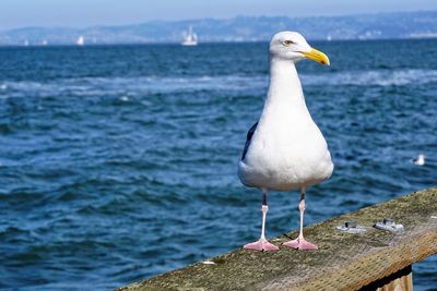 Close-up of a bird against calm blue lake